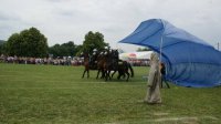 policjanci na koniach są przykrywani płachtą