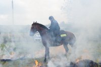 Pokaz policji konnej