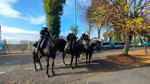 Policjanci na koniach służbowych